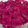 Петуния крупноцветковая (генетически компактная) (Petunia grandiflora)