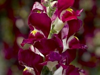 Львиный зев (Антирринум) большой (Snaptini F1)