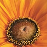Рудбекия волосистая (Rudbeckia hirta)