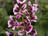 Куфея распростертая (Sweet Talk)