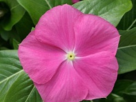 Катарантус розовый (Cobra F1)