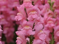 Львиный зев (Антирринум) большой (Potomac F1)