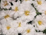 Портулак крупноцветковый (Stopwatch F1)