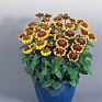 Рудбекия волосистая (Rudbeckia hirta)
