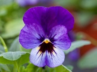 Виола рогатая (Bel Viso F1) Виола рогатая (Bel Viso F1)