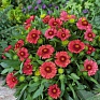 Гайлардия остистая крупноцветковая (Gaillardia aristata grandiflora)