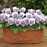 Виола рогатая (Viola cornuta)