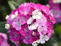 Гвоздика турецкая (Amazon F1)