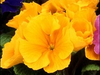 Примула полиантовая (многоцветковая) (Pacific)