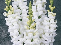 Львиный зев (Антирринум) большой (Monaco F1)