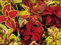 Колеус гибридный (Wizard)