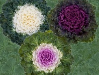 Декоративная капуста (Bright and Early)