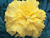 Бархатцы триплоидные (Zenith F1)