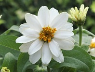 Цинния изящная (Belize Double)