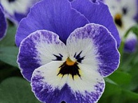 Виола рогатая (Sorbet XP F1)