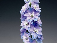 Дельфиниум высокий (Excalibur)