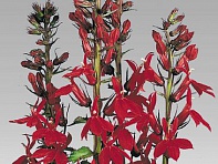 Лобелия прекрасная (Compliment F1)