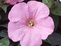 Петуния многоцветковая (Lambada F1)