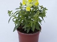 Львиный зев (Антирринум) большой (Crackle & Pop F1)