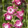 Пенстемон Хартвига (Penstemon hartwegii)