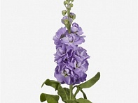 Левкой седой (Mathilda) Левкой седой (Mathilda)