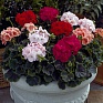 Герань (пеларгония садовая) (Pelargonium x hortorum)