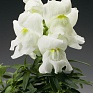 Львиный зев (Антирринум) большой (Antirrhinum majus)