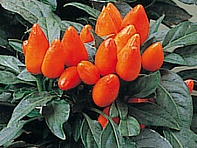 Перец летний (Salsa)