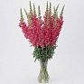 Львиный зев (Антирринум) большой (Antirrhinum majus)