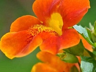 Губастик гибридный (Twinkle F2)