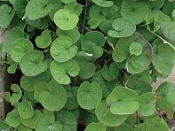 Дихондра серебристая (ползучая) (Emerald Falls)