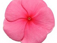 Катарантус розовый (Pacifica XP)