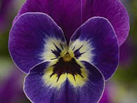 Виола рогатая (Penny F1) Виола рогатая (Penny F1)