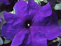 Петуния крупноцветковая (Tango F1)