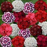 Гвоздика турецкая (Dianthus barbatus)