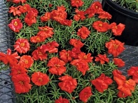 Портулак крупноцветковый (Sundial F1)