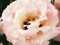 Лизиантус (Эустома) крупноцветковый (Corelli F1)