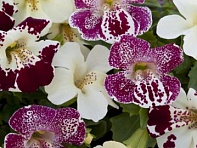 Губастик гибридный (Magic F1)