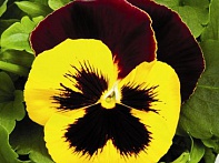 Виола Виттрока