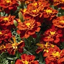Бархатцы отклоненные (Tagetes patula)