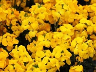 Лакфиоль Чери (Sugar Rush F1)