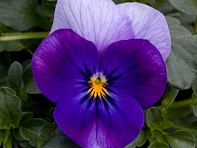 Виола рогатая (Sorbet Standart F1)