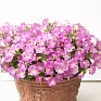 Петуния ампельная гибридная (Petunia x hybrida)