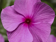 Катарантус розовый ампельный (Cora Cascade XDR F1)