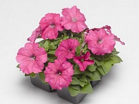 Петуния многоцветковая (генетически компактная) (Damask F1)