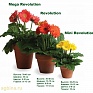 Гербера Джеймсона (Gerbera jemesonii)