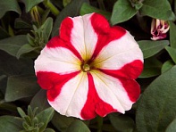 Петуния многоцветковая (Hurrah F1)