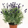 Лаванда узколистная (Lavandula angustifolia)
