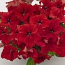 Петуния крупноцветковая (генетически компактная) (Petunia grandiflora)