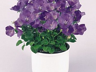 Колокольчик карпатский (Clips)